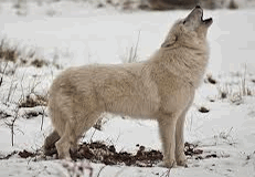 Arctic Wolf Howling