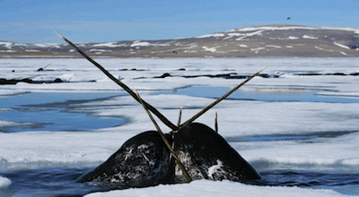 Narwhal Fight