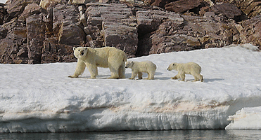 Polar Bear and Two Cubs