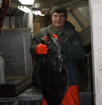 Greenland Halibut