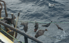 Turbot fishing