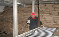 Greenland Halibut in Cargo Hold